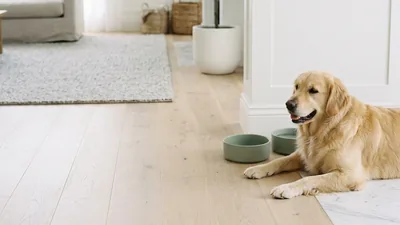 Your Pet's Elimination Diet Is Useless Without This One Step