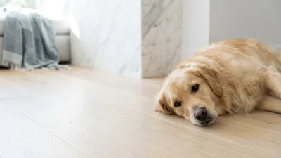 Food Sensitivities in Pets: Uncovering the Hidden Triggers